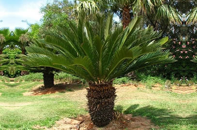 Palmy