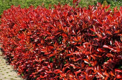 prunus lusitanica